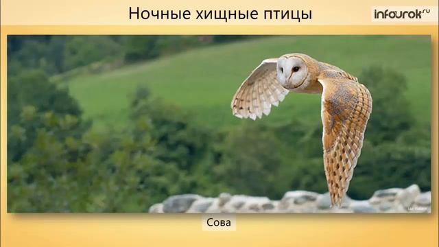 Экологические группы птиц