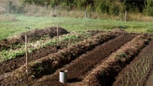 Как реально получить участок в СНТ бесплатно | Единственная рабочая стратегия