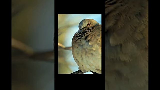 Звук природы. Ручей в лесу и пение птиц. Отдых и релаксация