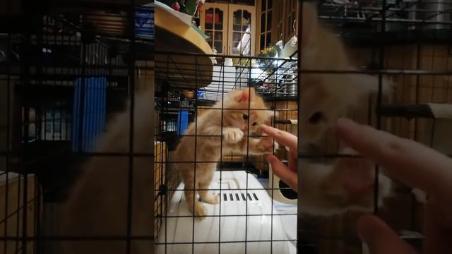 Курбобики-революционерчики смотреть онлайн