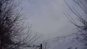 Отстрел ворон