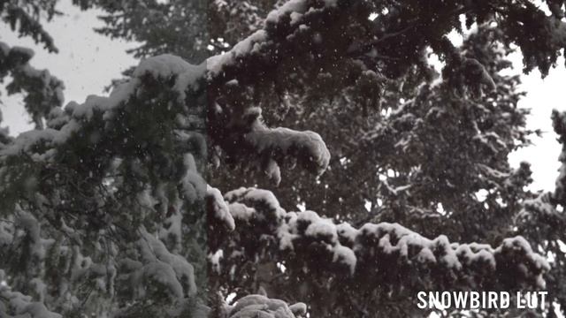 FREE Lumix GH5 LUTs Download | FREE Lumix GH5 LUT Pack (2022) смотреть онлайн