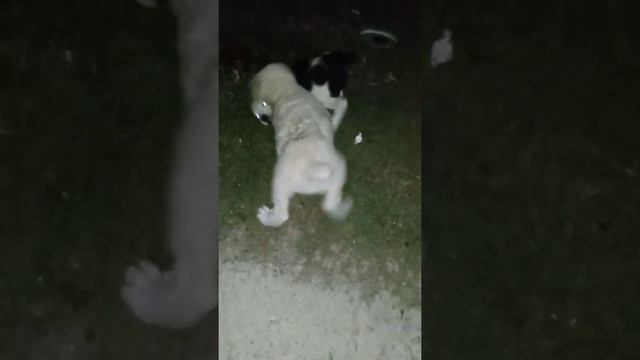 алабайчики, маленькие бойцы смотреть онлайн