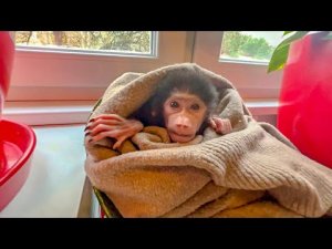 Малышка гамадрил ЗАВТРАКАЕТ!