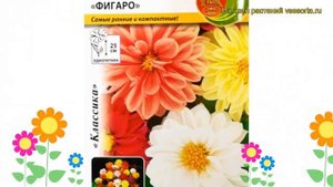 Георгина махровая Фигаро. Краткий обзор, описание характеристик, где купить семена dáhlia cultorum