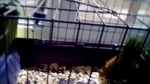 Гайд о морской свинке как почистить клетку