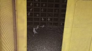 Питомник Бакинских голубей Наримана в Баку!
