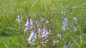 Вероника лекарственная. Veronica officinalis.