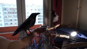 Кормлю своих домашних ворон