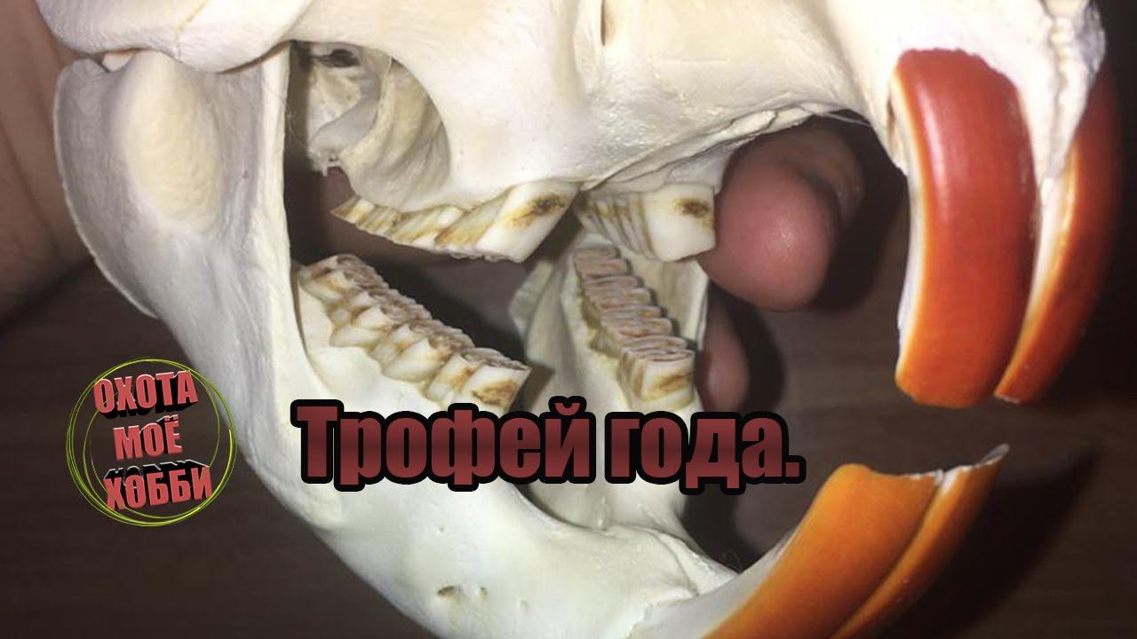 Изготовление трофейного черепа самостоятельно. смотреть онлайн