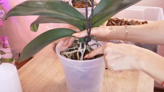 Пересадить орхидею Каменная роза. Растут 5 роз у меня именно в этом. смотреть онлайн