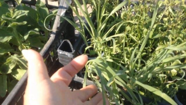 Рассада многолетних и однолетних цветов. Высаживаю в открытый грунт.