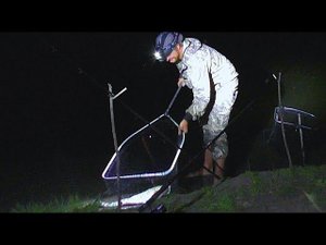 Ночная рыбалка на сома. Эксперимент: наживка с чесноком! Выход подёнки. Закидушки.