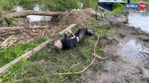 В реке Быстрая Сосна в Ельце обнаружен труп мужчины