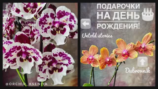 Подарки от близких на мой день рождения: фаленопсисы бабочка Untold Stories и бабулетка Dubrovnik ?