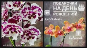 Подарки от близких на мой день рождения: фаленопсисы бабочка Untold Stories и бабулетка Dubrovnik ?