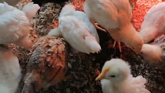 Теплица своими руками/Новости о хозяйстве смотреть онлайн