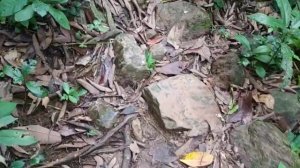 Вьетнам.Деревня Фонгня.Национальный ботанический парк.2019год