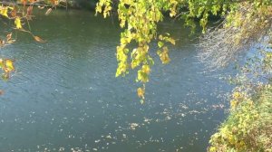 "Отговорила роща золотая"  Сергей Есенин - Андрей Денников