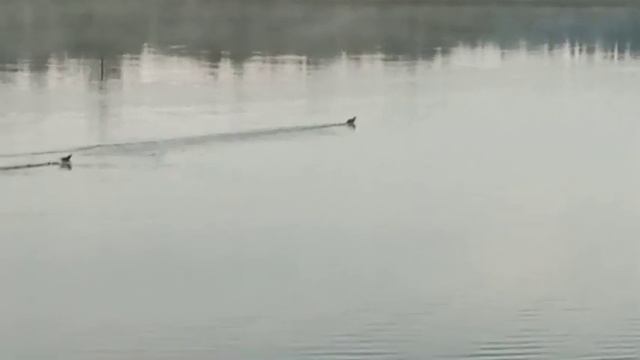 Дикие утята) смотреть онлайн