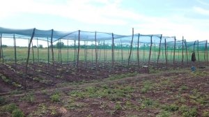 СУПЕР УРОЖАЙ ОГУРЦОВ В ОТКРЫТОМ ГРУНТЕ 20 ТОН С 1000 КУСТОВ / ВЫРАЩИВАНИЕ ОГУРЦОВ В ОТКРЫТОМ ГРУНТЕ