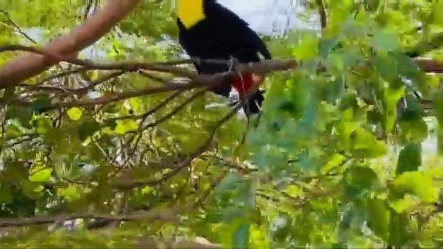 Toucans. Туканы-обитают в лесах Центральной и Южной Америки. смотреть онлайн