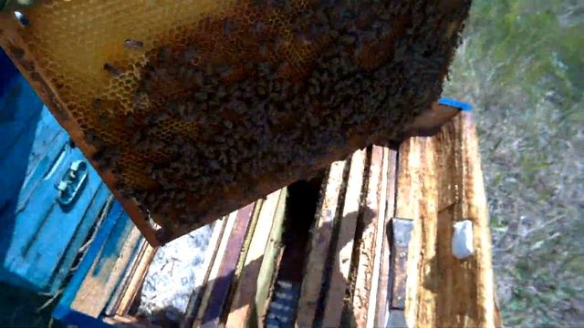 Рой пчёл спустя 7 дней. смотреть онлайн