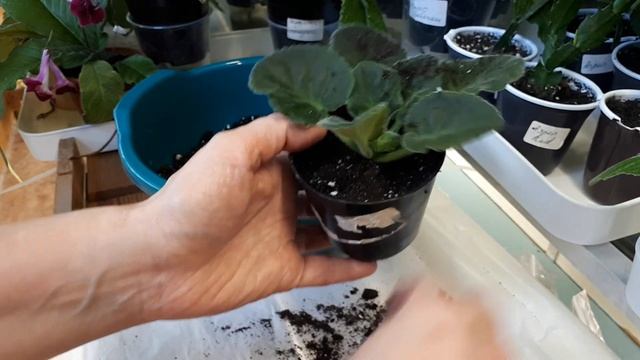 Мой лайфхак: быстрое омоложение розетки  фиалки.