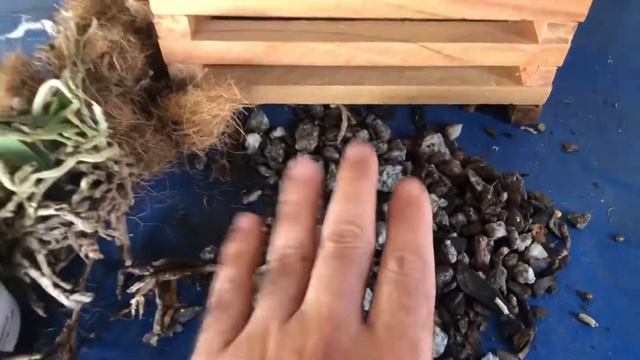 Replantio de Cattleya maxima em caixeta de peroba sem substrato - Nº64 смотреть онлайн