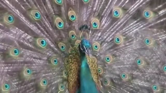 Танцующий павлин в Крыму город Алупка / Dancing peacock in Crimea Alupka смотреть онлайн
