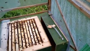 Пчеловодство в Эстонии по методу Миленини М. И. Часть 6