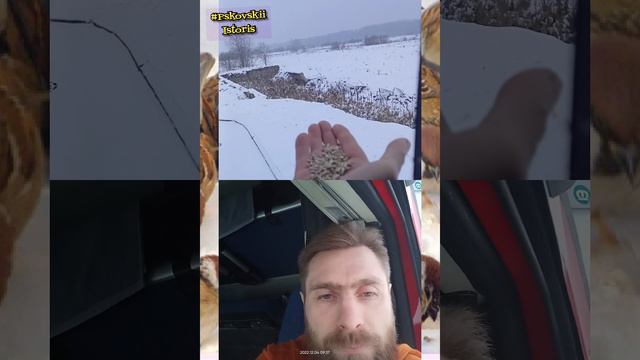 Кормим воробьёв (Релакс с пользой для других)