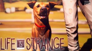 Life is Strange #12 | Финал |