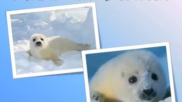 Анастасия Семенова. Животный мир Арктики смотреть онлайн