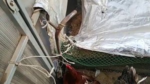 Цыпленок заболел ???взъерошенные перья и спит :-(