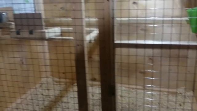 Волнистые попугаи :Волнистые попугаи в вольере