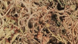 Исландский мох