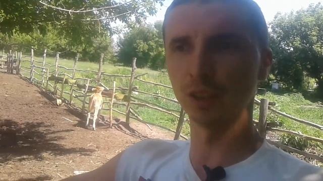 Какой лучший  корм  для кормления быков? Овес  или  пшеница. Не много про сено.