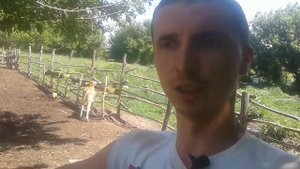 Какой лучший корм для кормления быков? Овес или пшеница. Не много про сено.