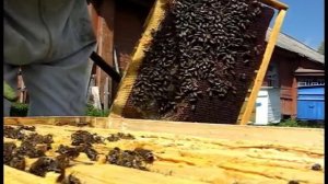 Обработка пчёл настойкой чистотела