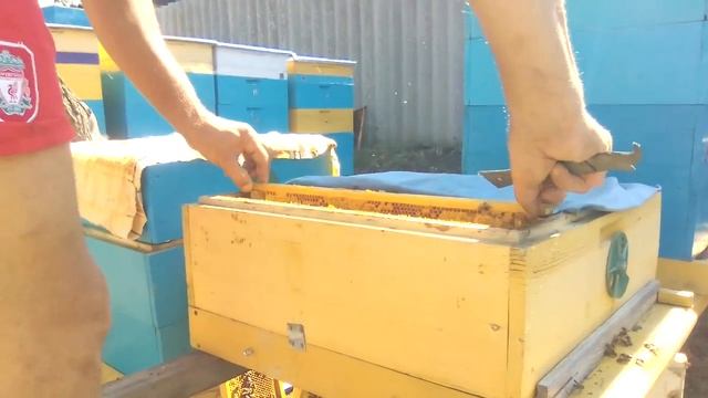 Формирование гнезда на рамку 145 мм. Ответы на комментарии к прошлому видео и прочее. Пчеловодство. смотреть онлайн