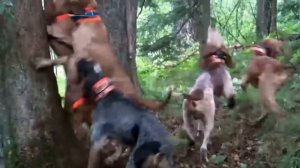 Bear vs Dogs / Медведь против Собак