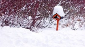 Камешки в кормушке. Дневник натуралиста. 15 декабря 2023 г.