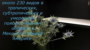 Синеголовник уход и места произростания