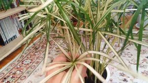 Комнатные цветы . Циперус – сорта, посадка, размножение, уход в домашних условиях.