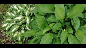 Мои Хосты! Хоста – королева тенистого сада!