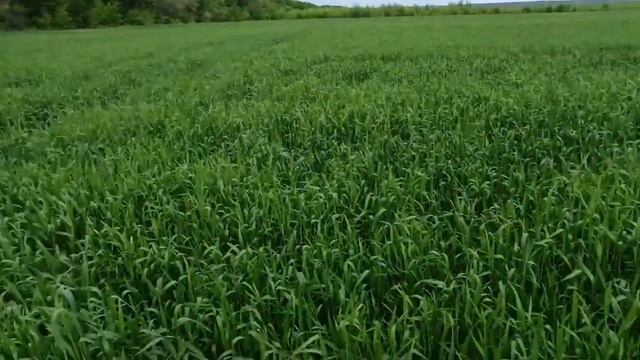 фунгецыдная обработка 2022 оз пшеница смотреть онлайн