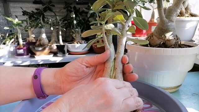 СРАЩИВАНИЕ АДЕНИУМОВ с ПОМОЩЬЮ ПРИВИВКИ. смотреть онлайн