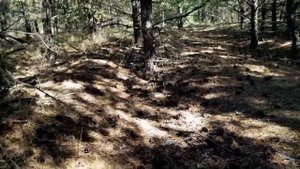 КАК ПРАВИЛЬНО ИСКАТЬ ГРИБЫ В ЛЕСУ. МАСТЕР КЛАСС ОТ ОПЫТНОГО ГРИБНИКА