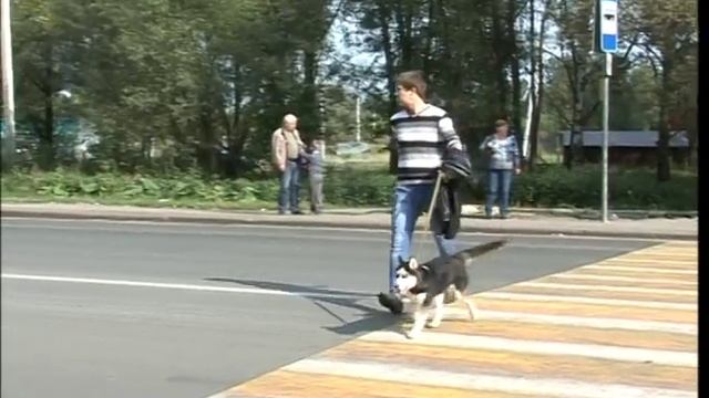 Жители Дзержинского района просят установить светофор у Поликлиники №5 смотреть онлайн